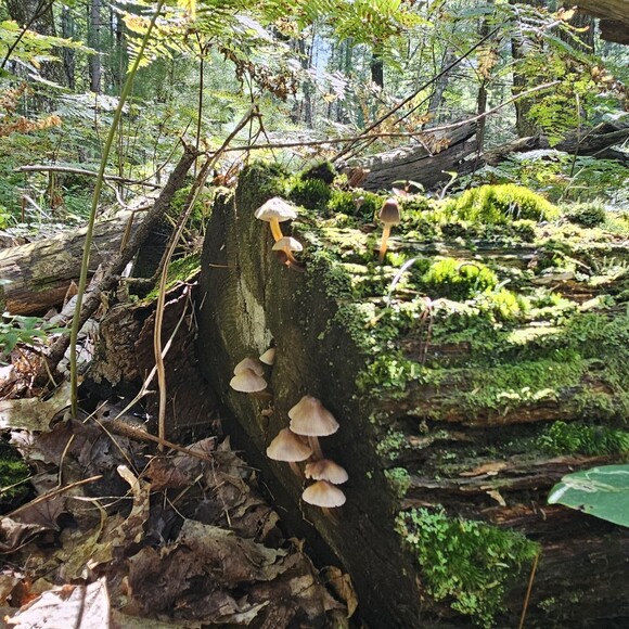 forestfairy12
